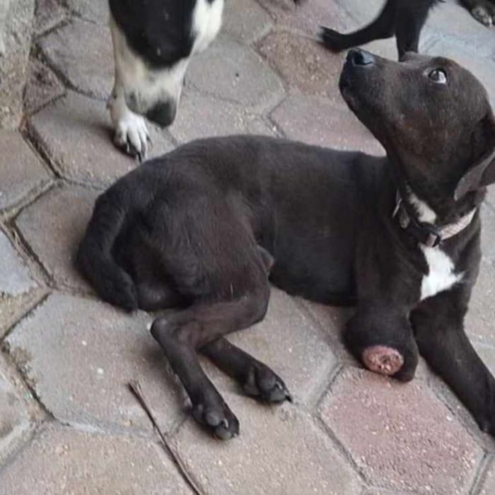 Autoridades de Coatzacoalcos atienden denuncias por maltrato animal y realizan rescates