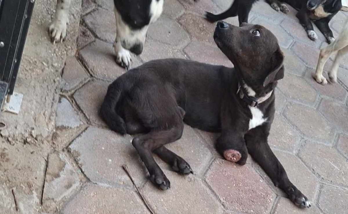 autoridades-de-coatzacoalcos-atienden-denuncias-por-maltrato-animal-y-realizan-rescates