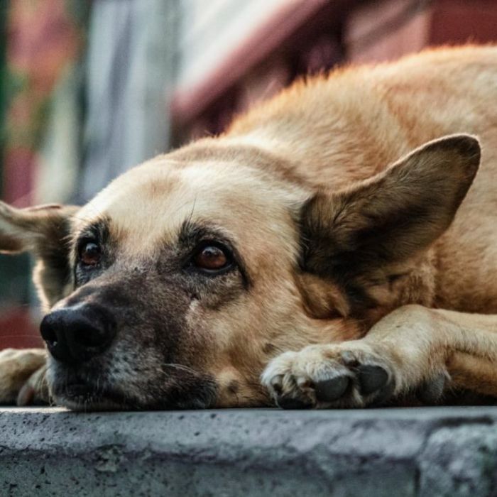 Cómo proteger a perros y gatos de la caída de ceniza en la Ciudad de México