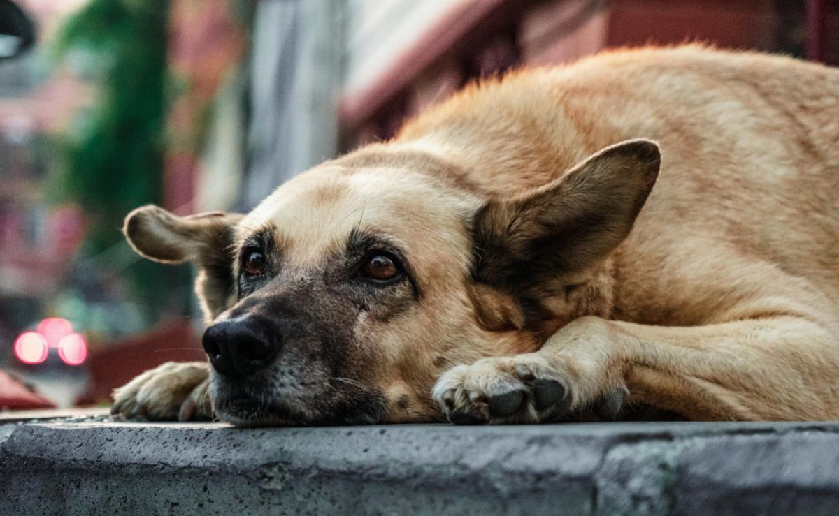 como-proteger-a-perros-y-gatos-de-la-caida-de-ceniza-en-la-ciudad-de-mexico