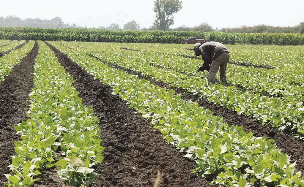 conflicto-en-iran-impulsa-alza-en-fertilizantes-y-presiona-al-programa-fertilizantes-para-el-bienestar