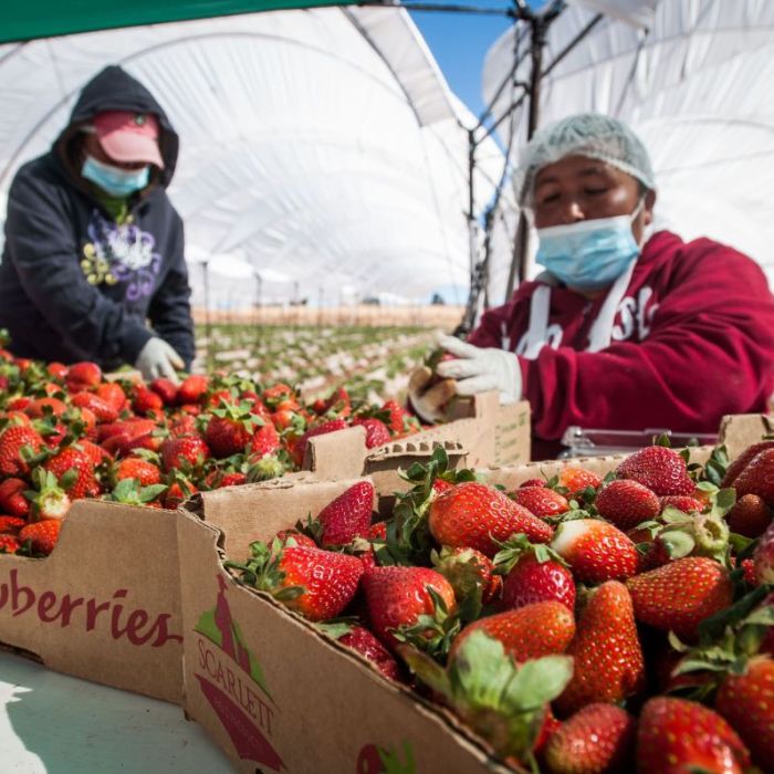 EE. UU. inicia investigación antidumping contra las fresas de invierno mexicanas; margen alegado 18.32%