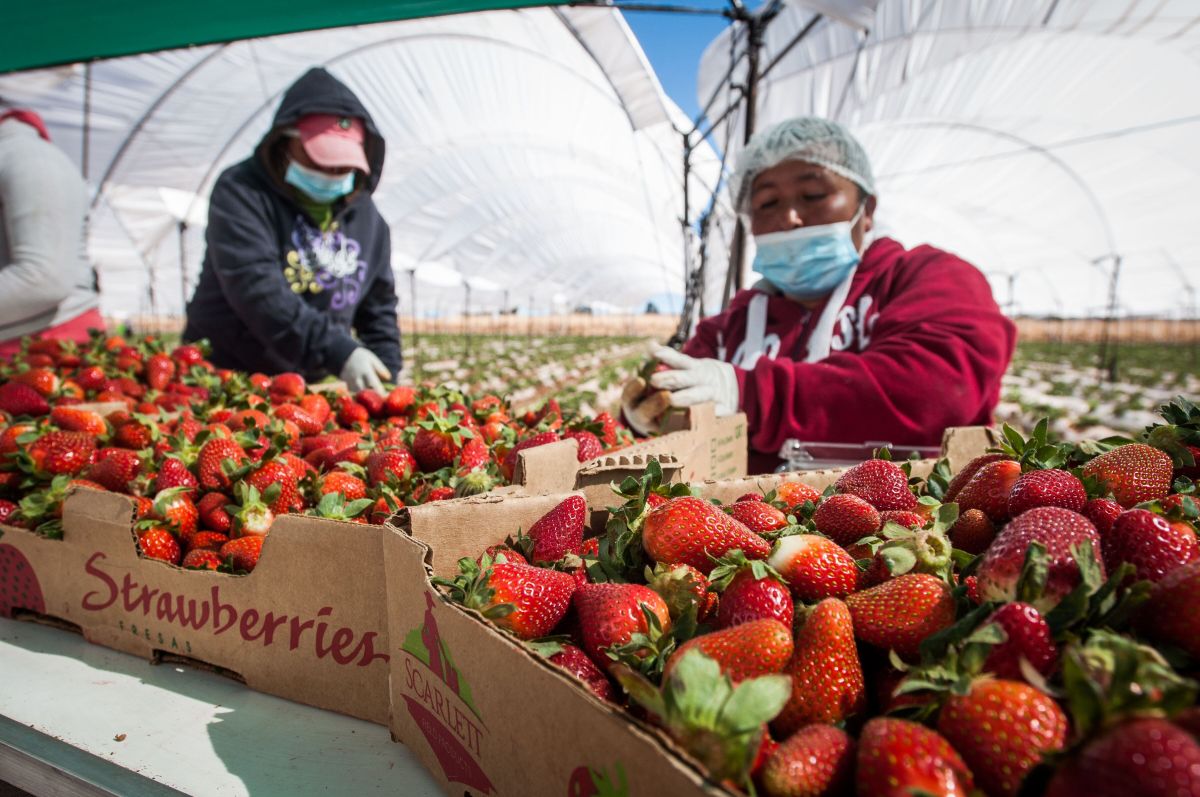 ee-uu-inicia-investigacion-antidumping-contra-las-fresas-de-invierno-mexicanas-margen-alegado-18-32