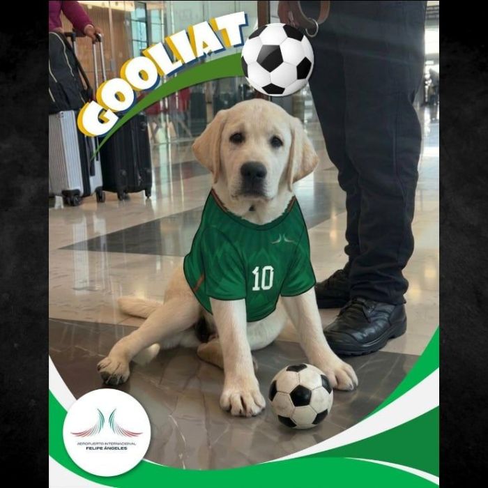 Goliat, cachorro labrador, forma parte del Escuadrón Canino de Apoyo Emocional del AIFA