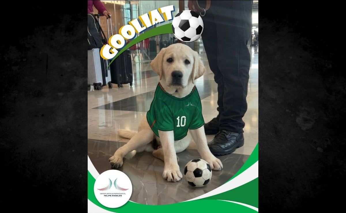 goliat-cachorro-labrador-forma-parte-del-escuadron-canino-de-apoyo-emocional-del-aifa