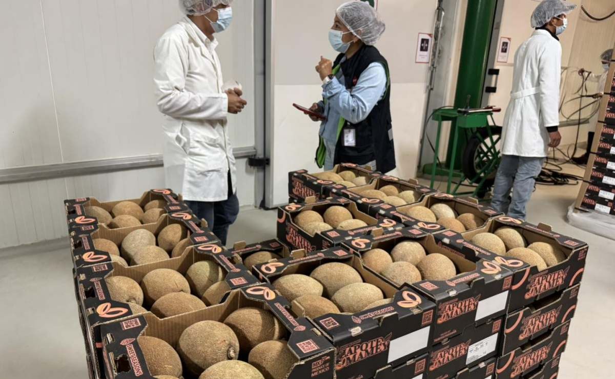 productores-de-yucatan-amplian-exportacion-de-mamey-a-europa-y-medio-oriente