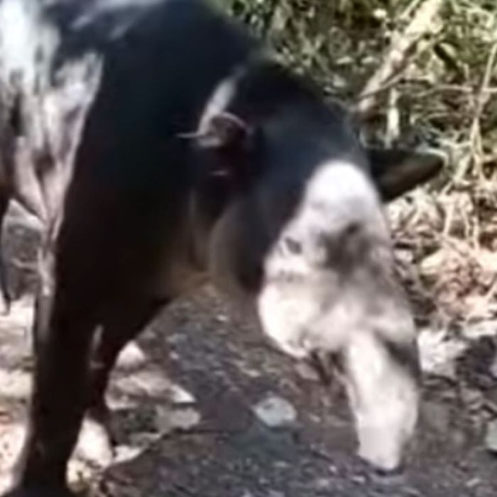 SENASICA intensifica vigilancia por miasis del gusano barrenador en Campeche