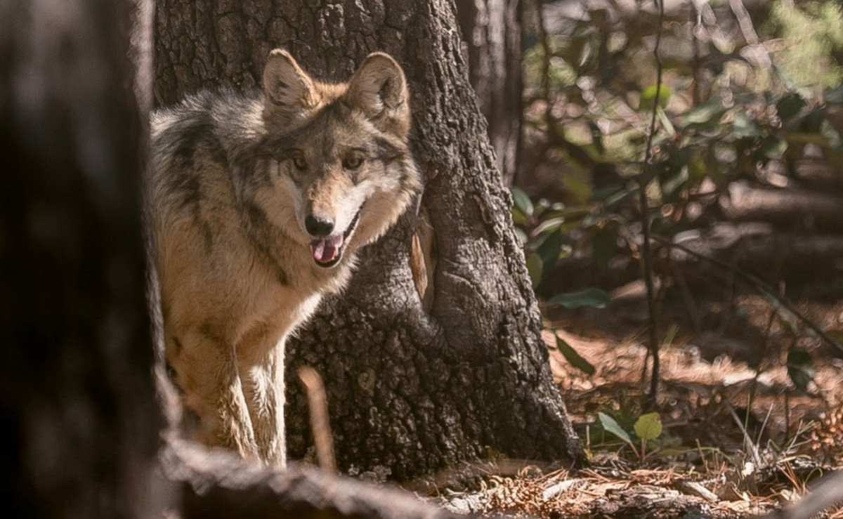 semarnat-avanza-en-la-reintroduccion-del-lobo-mexicano-en-la-sierra-madre-occidental-de-durango