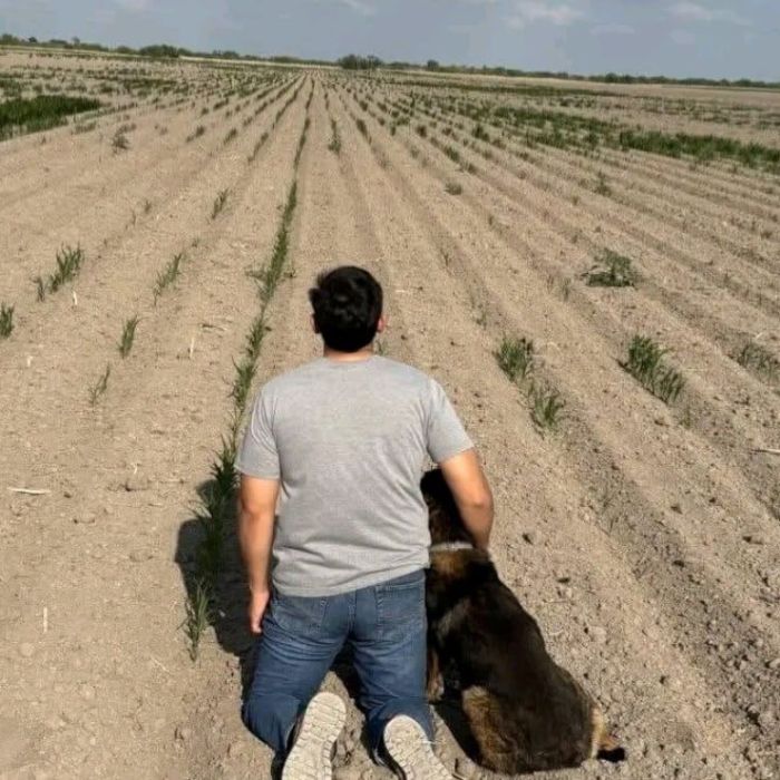 Sequía y falta de financiamiento presionan la siembra de sorgo en Tamaulipas
