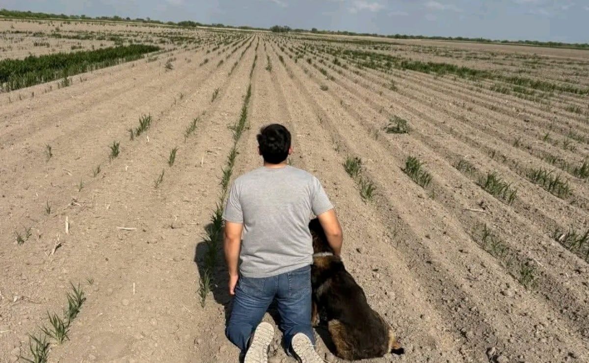 sequia-y-falta-de-financiamiento-presionan-la-siembra-de-sorgo-en-tamaulipas