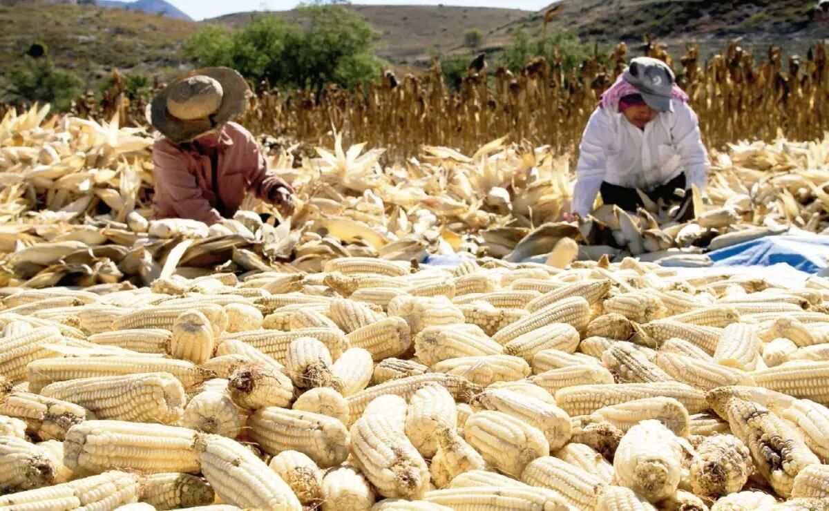 agricultura-dispersa-1897173896-a-31767-productores-de-maiz-en-ocho-estados