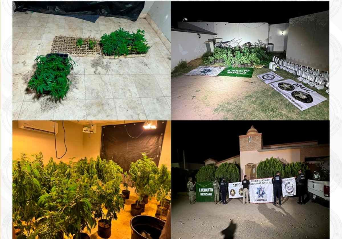 fiscalia-de-sonora-asegura-221-plantas-de-marihuana-en-invernadero-de-magdalena-de-kino