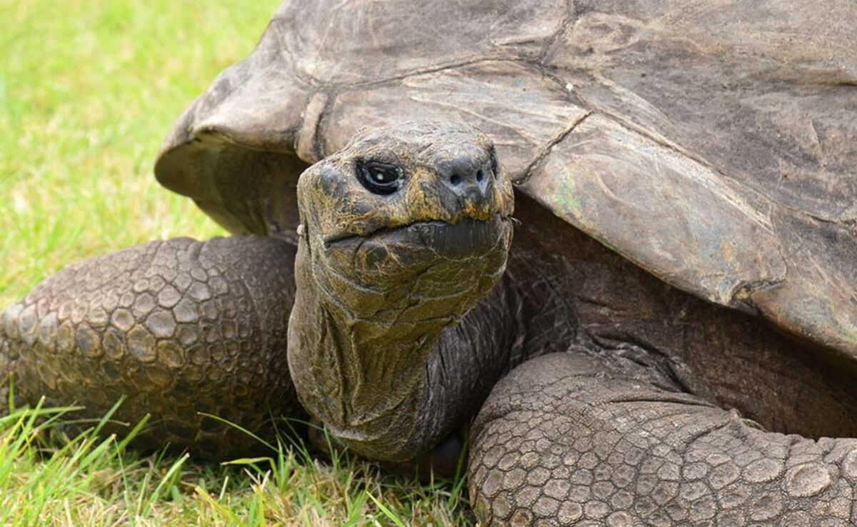 jonathan-la-tortuga-gigante-de-st-helena-esta-viva-tras-un-bulo-en-redes