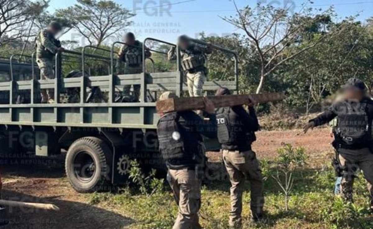 no-hay-confirmacion-publica-del-decomiso-de-34-tablones-en-la-reserva-de-la-biosfera-san-andres-tuxtla