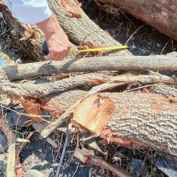 No se verifica en fuentes públicas la clausura de Profepa en Miacatlán por el derribo de 52 árboles