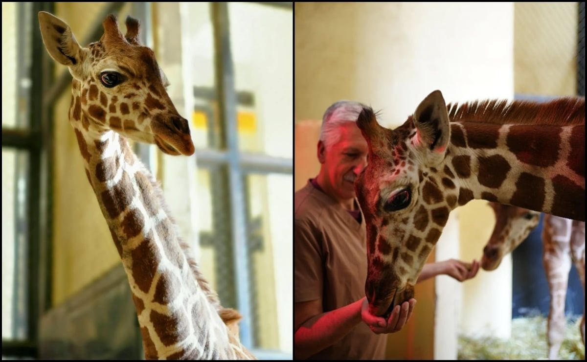 sedema-abre-convocatoria-para-nombrar-a-la-jirafa-nacida-en-el-zoologico-de-san-juan-de-aragon