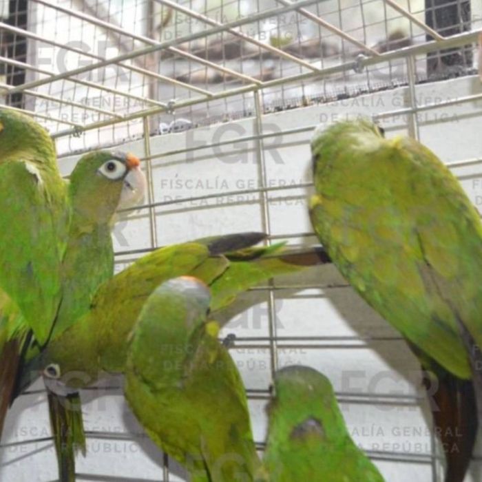Vinculan a proceso a pareja por posesión de 107 aves en Yecapixtla