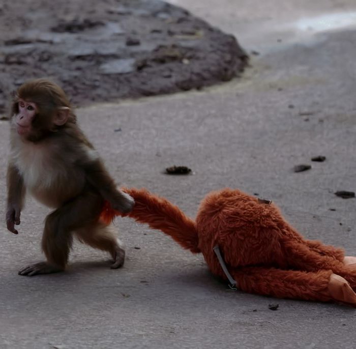 Zoológico de Ichikawa recauda 19,432,600 yenes para el mono viral “Punch”
