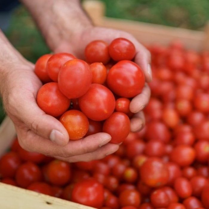 Caen exportaciones agroalimentarias de México en el primer trimestre de 2026
