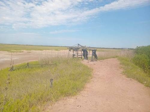 Crisis en la camaronicultura de Nayarit: granjas abandonadas, deudas y denuncias de contrabando