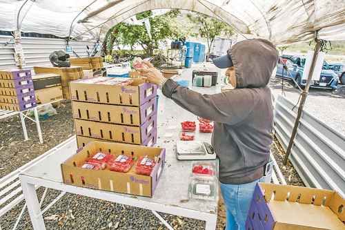 Exportaciones agroalimentarias a la UE crecieron 55% entre 2024 y 2025; empresas alertan falta de logística