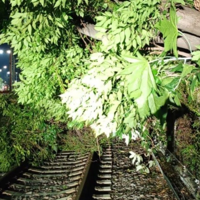 Tren Ligero opera con servicio provisional por caída de un árbol entre Tepepan y La Noria