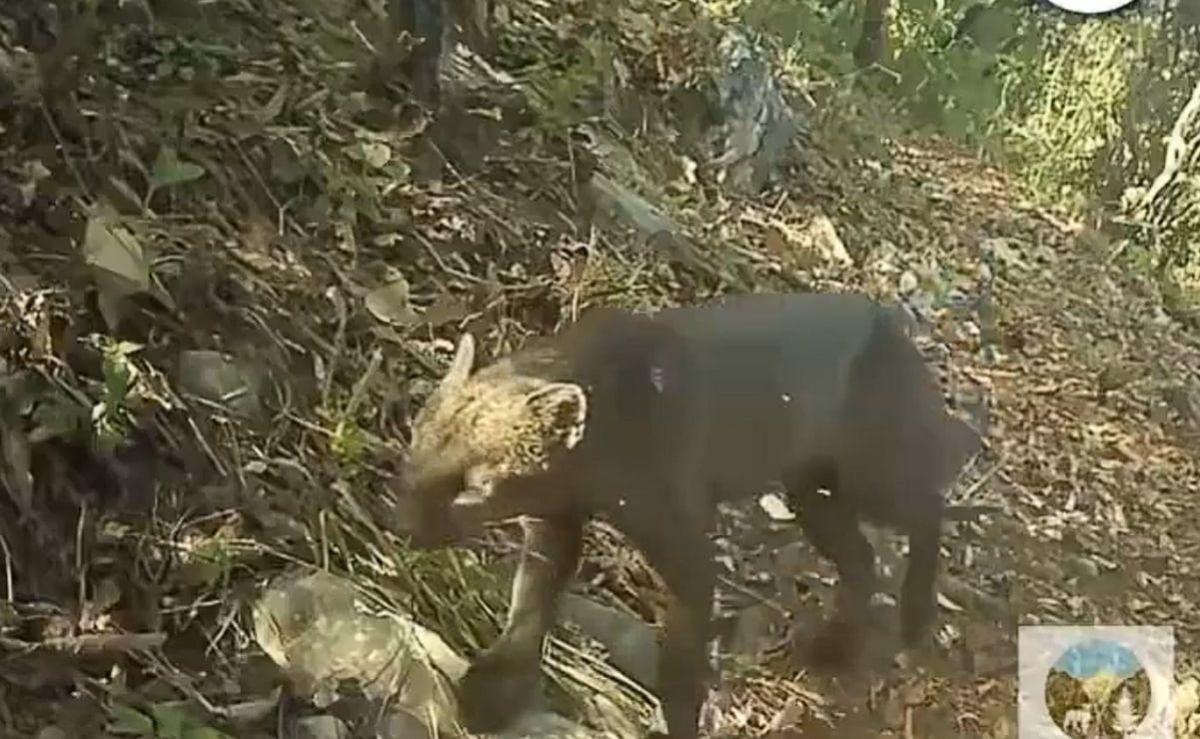 captan-a-un-yaguarundi-en-el-parque-nacional-los-marmoles-video-fue-registrado-con-camaras-trampa