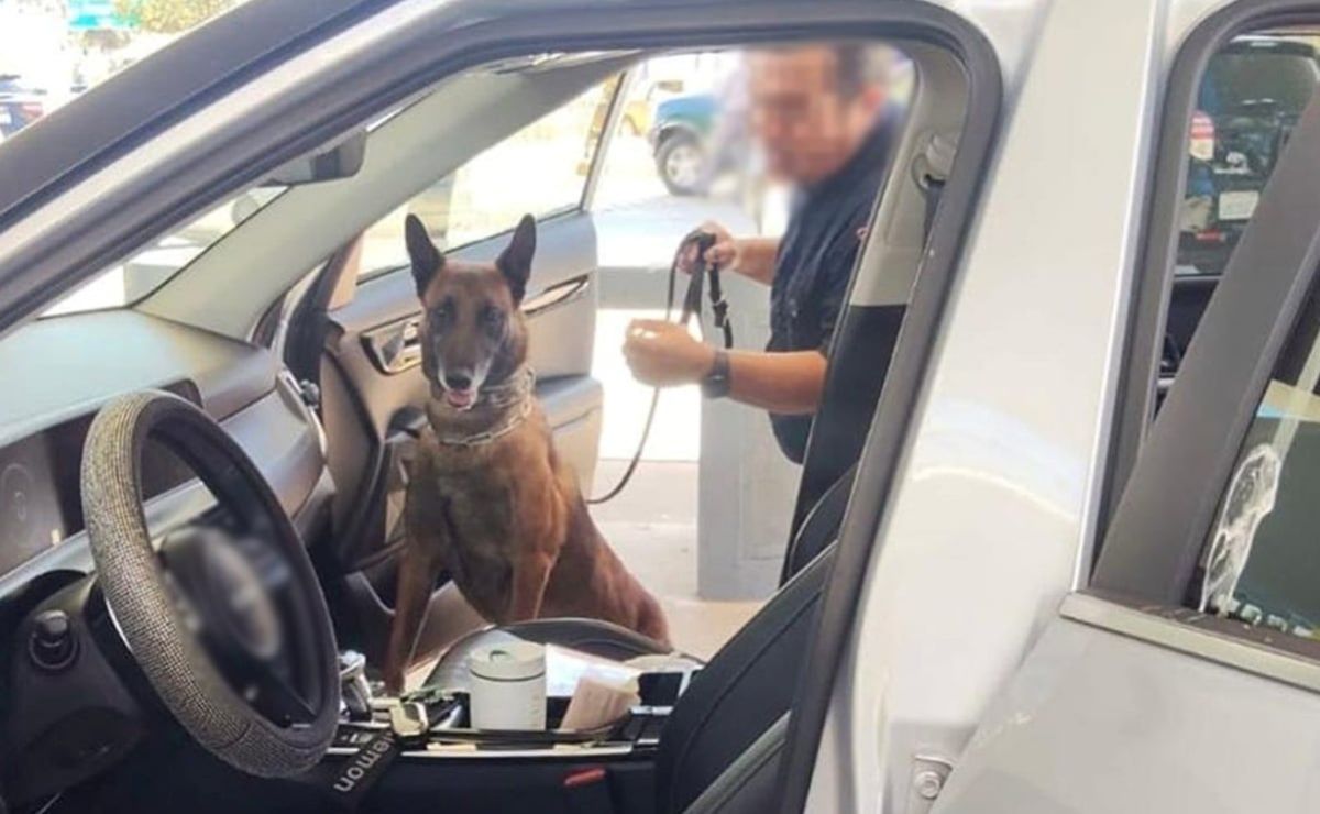agente-canino-localiza-176-mil-dolares-en-un-vehiculo-que-ingreso-por-tijuana-detienen-a-una-mujer