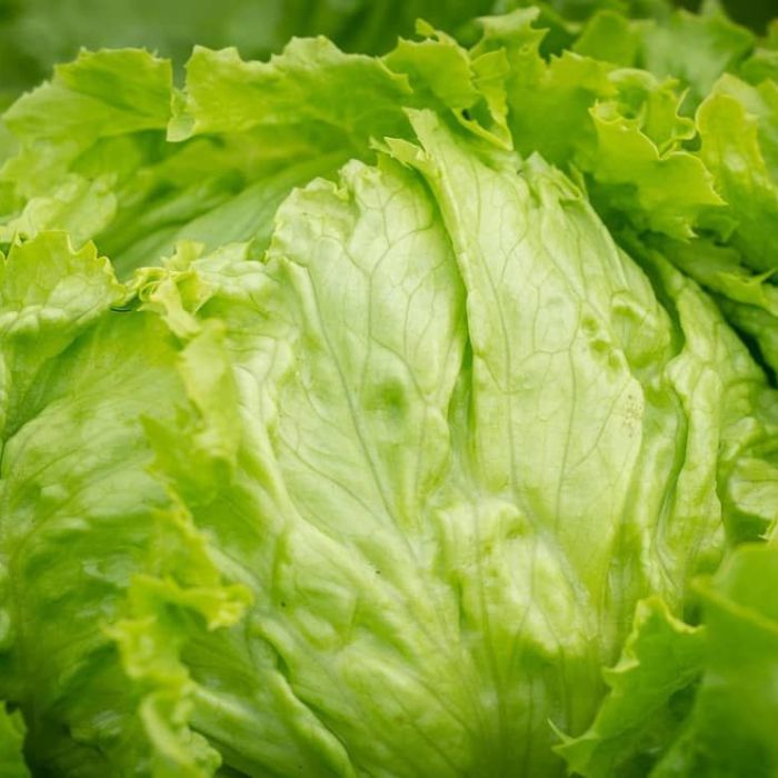 Cofepris descarta que brotes de salmonela y ciclosporiasis en EU provengan de productos mexicanos
