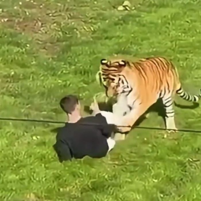 Hombre muere tras ser atacado por un tigre en un zoológico de Inglaterra