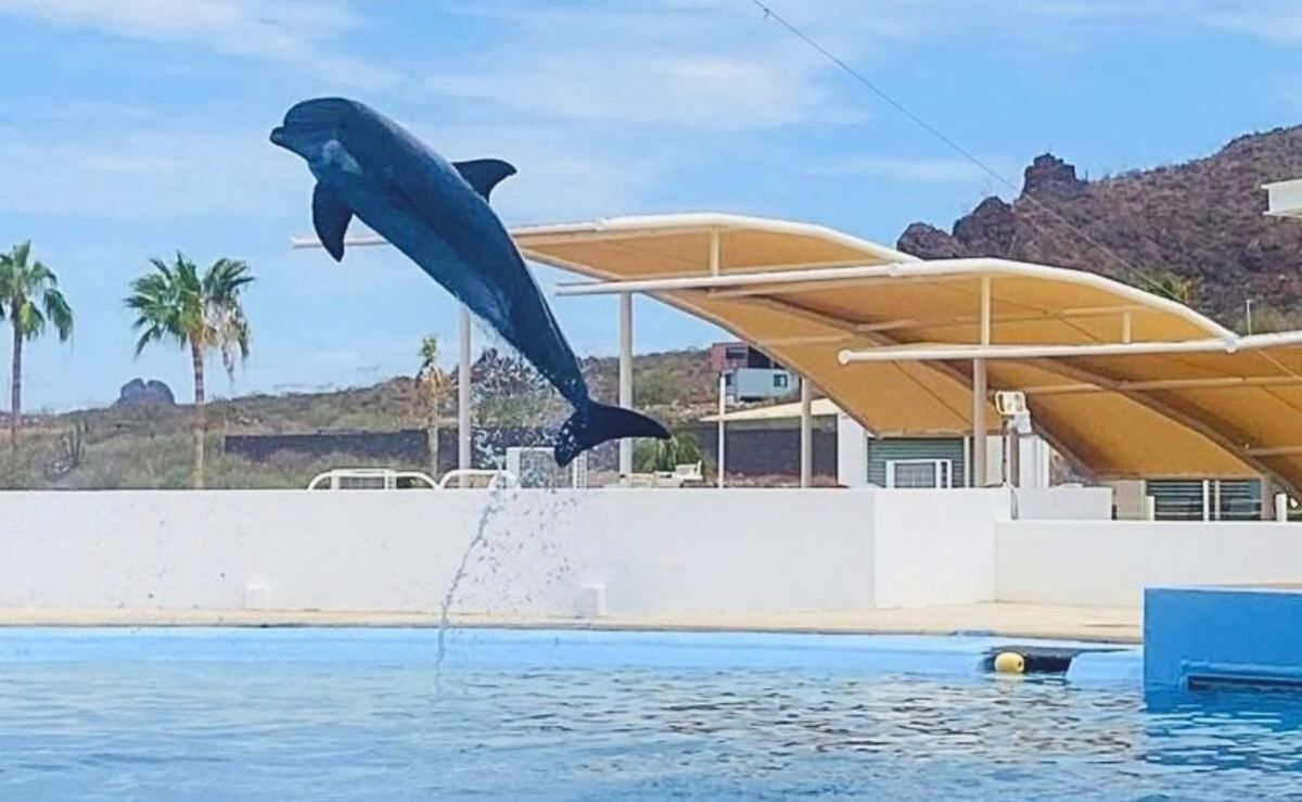 muere-el-delfin-moana-bajo-custodia-del-delfinario-sonora-investigan-la-causa