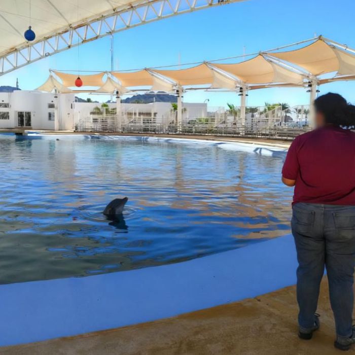 Profepa solicita necropsia y registros tras muerte del delfín “Moana” en Sonora