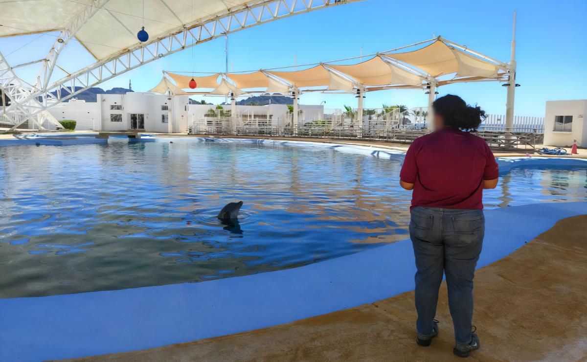 profepa-solicita-necropsia-y-registros-tras-muerte-del-delfin-moana-en-sonora