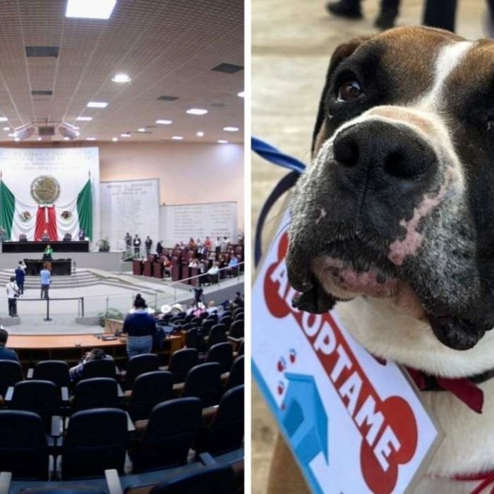 Veracruz aprueba agravante por envenenamiento de animales en casos de maltrato