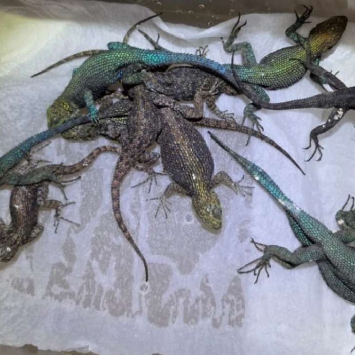 Detienen en Alemania a mexicano con 92 reptiles ocultos en su equipaje
