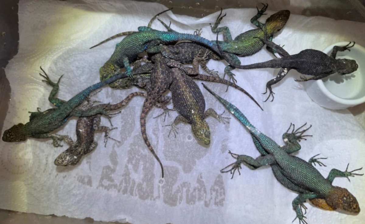 detienen-en-alemania-a-mexicano-con-92-reptiles-ocultos-en-su-equipaje