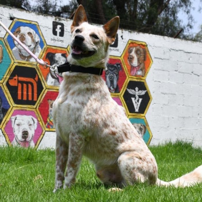Metro de CDMX busca hogar para 43 perros rescatados; Porti espera una familia