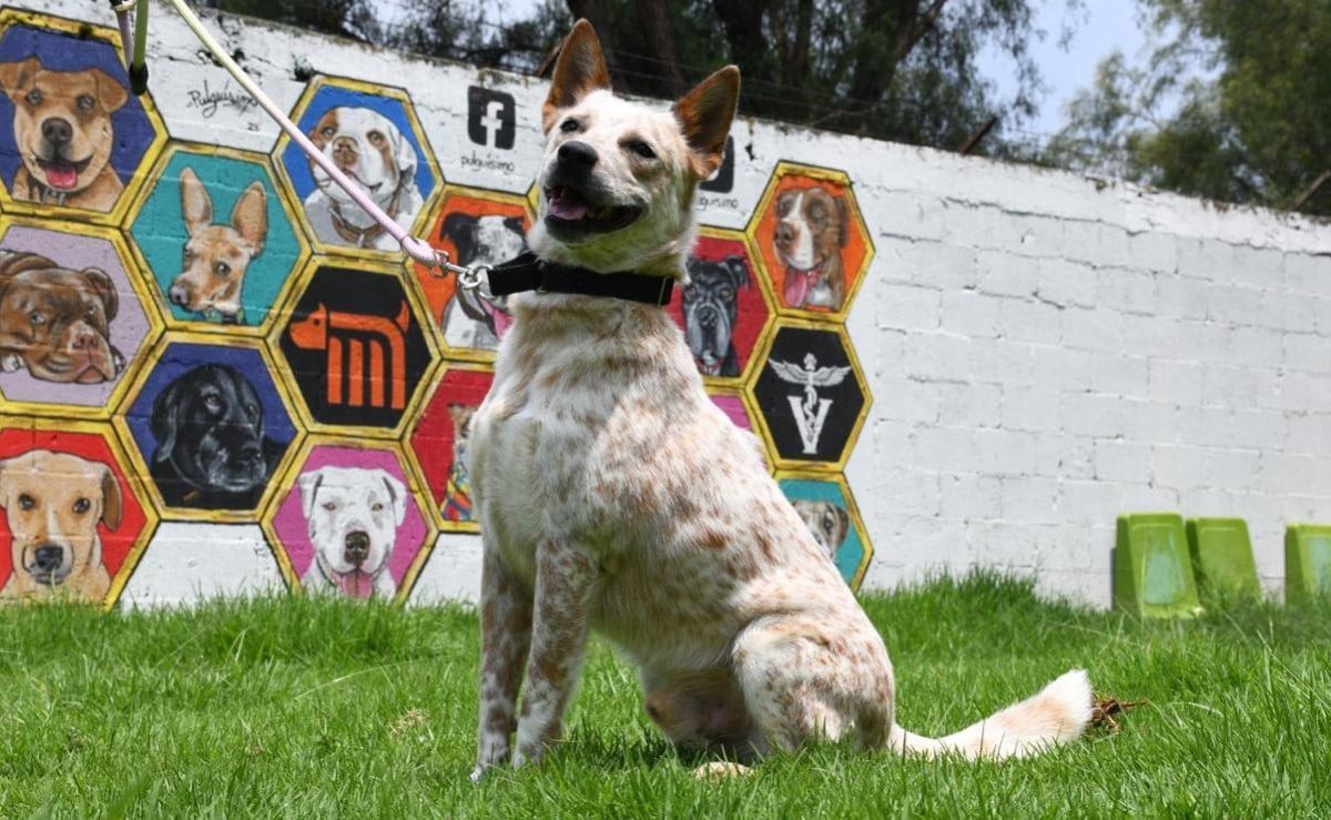 metro-de-cdmx-busca-hogar-para-43-perros-rescatados-porti-espera-una-familia