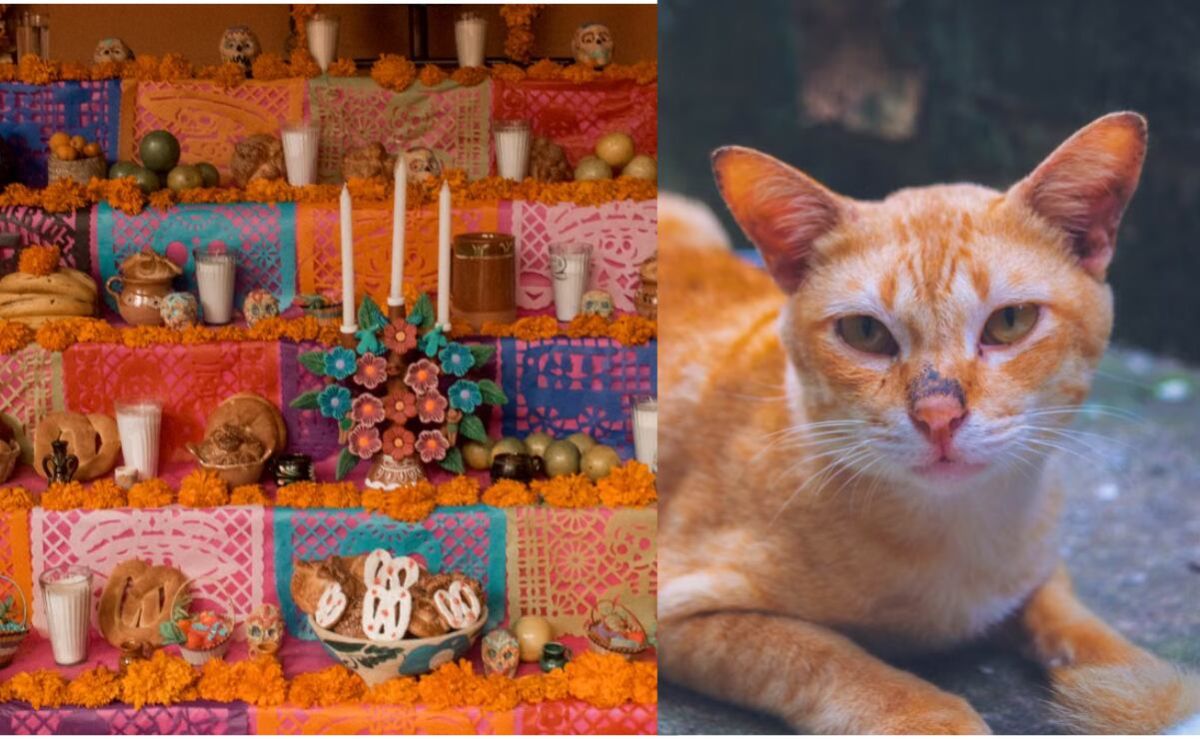 miau-fest-michictlan-2026-fecha-actividades-y-entrada-en-cdmx