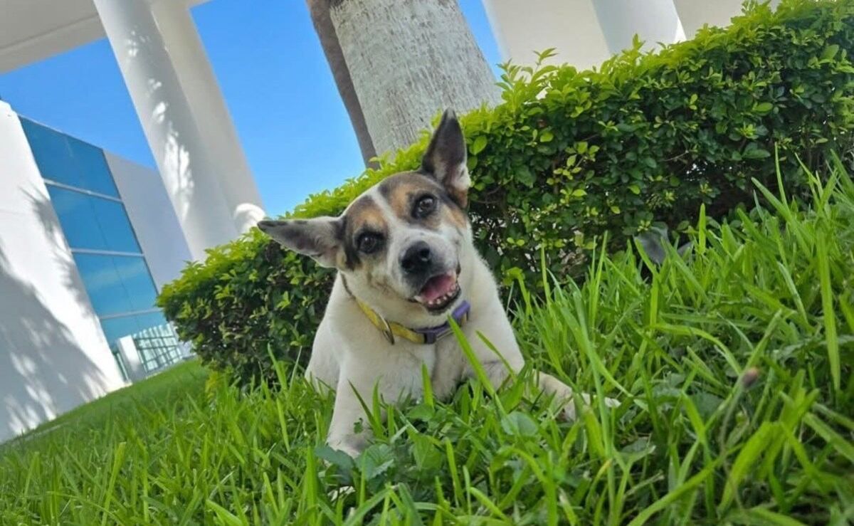 muere-la-perrucha-perrita-adoptada-por-el-congreso-de-tamaulipas