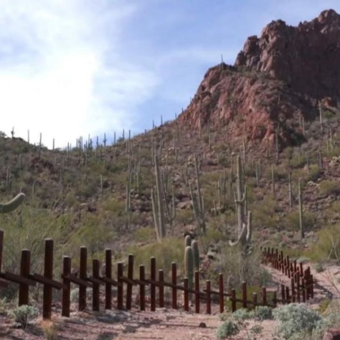Nación Tohono O’odham denuncia retiro de miles de saguaros por obras del muro fronterizo