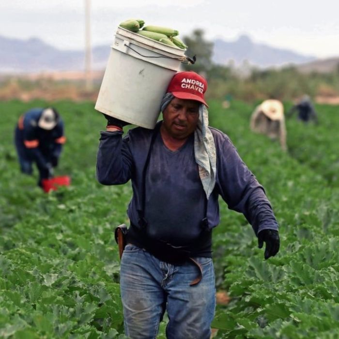 ONU alerta que el shock energético puede agravar la crisis alimentaria mundial
