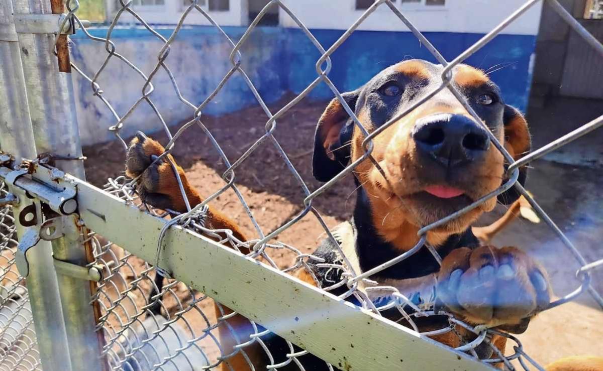 proponen-reconocer-como-violencia-familiar-el-uso-de-animales-de-compania-para-intimidar