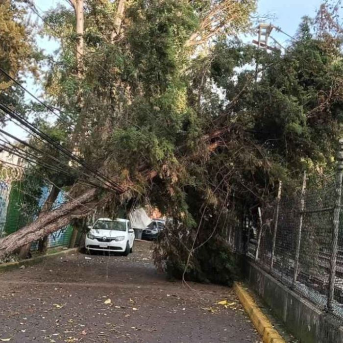 Restablecen servicio del Tren Ligero tras retirar árbol de la catenaria