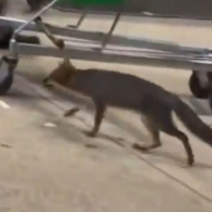 Salud de Quintana Roo busca a personas que tuvieron contacto con una zorra gris en Cancún