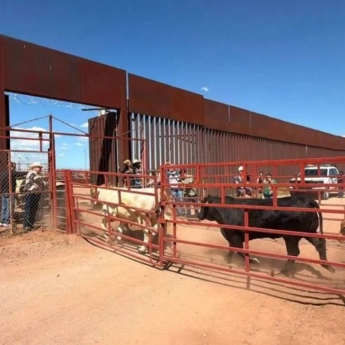 Suspenden temporalmente exportación de ganado de Sonora a EU por sospecha de fiebre aftosa