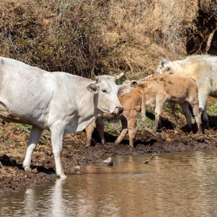 Suspenden temporalmente exportación de ganado por Agua Prieta tras detectar aftas en un becerro